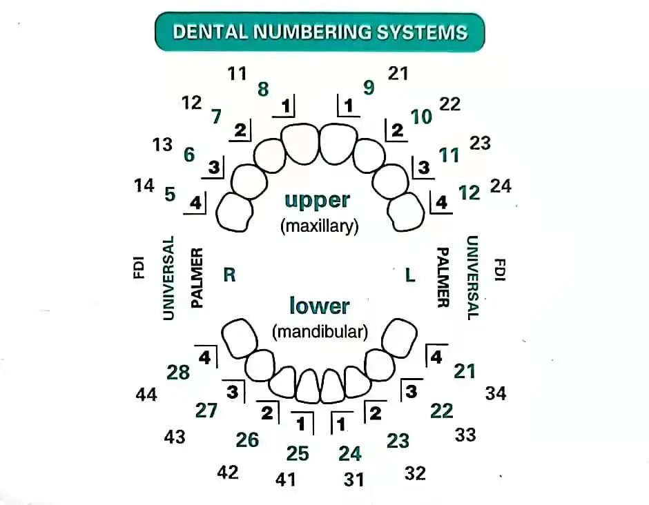 Dentalform für Verbundharzfurn – Teeth Whitening Moulds Bewertung und Preis